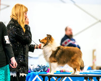 Dogshow 2024-03-02 20240302-03 CSSC Specialties 1-4--114106