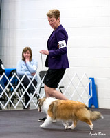 Dogshow 2024-03-02 20240302-03 CSSC Specialties 1-4--115349-3