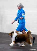 Dogshow 2024-03-02 20240302-03 CSSC Specialties 1-4--140940