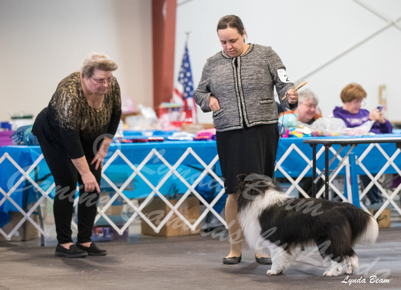 Dogshow 2024-03-02 20240302-03 CSSC Specialties 1-4--141642
