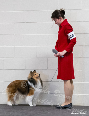 Dogshow 2024-03-03 20240302-03 CSSC Specialties 1-4--132622
