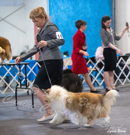 Dogshow 2024-03-03 20240302-03 CSSC Specialties 1-4--141039-2