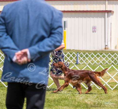 Dogshow 2022-07-30 Waukesha KC--104815-3