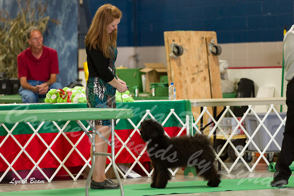 Best Junior in Sweepstakes - Puli Club of America, Manitowoc, WI