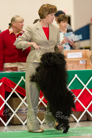 Best Junior in Sweepstakes - Puli Club of America, Manitowoc, WI