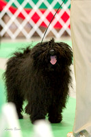 Best Junior in Sweepstakes - Puli Club of America, Manitowoc, WI