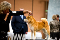 Best of Breed Competition -  Friday Specialty 12 Oct 2012