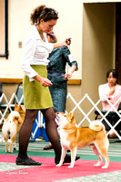 Best of Breed Competition -  Friday Specialty 12 Oct 2012