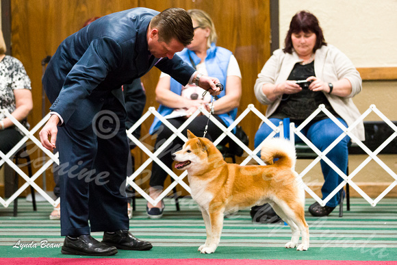 Best of Breed Competition -  Friday Specialty 12 Oct 2012