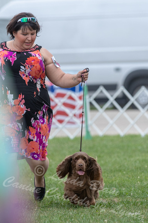 Dogshow 2018-07-31 Burlington WI KC Day 2--155206-2