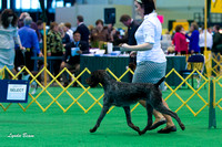 20120225 German Wirehaired Pointers
