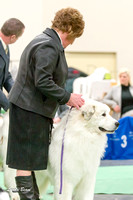 20150123 Great Pyrenees