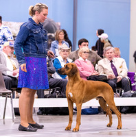 Dogshow 2022-06-12 Wheaton KC--125928-2
