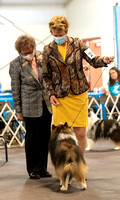 Dogshow 2022-03-05 CSSC Show 2 Candids --172511