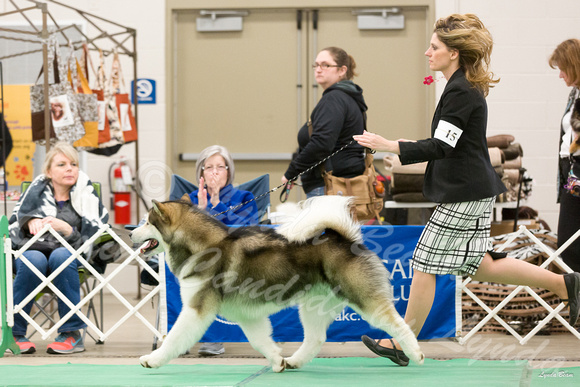 Dogshow 2016-04-23 Fond Du Lac--135158-2