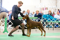 Dogshow 2016-04-23 Fond Du Lac--135541