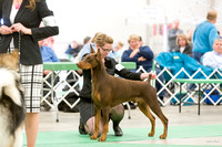 Dogshow 2016-04-23 Fond Du Lac--135524