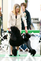 Standard Poodles Jun 27 Chain O Lakes KC