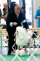 Standard Poodles Jun 27 Chain O Lakes KC