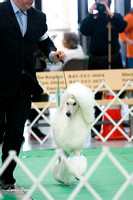 Standard Poodles Jun 27 Chain O Lakes KC