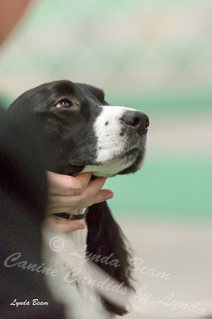 Dogshow 2015-01-22 Grayslake--134627