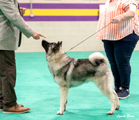 Dogshow 2024-06-29 NEINEA Candids--123031-2