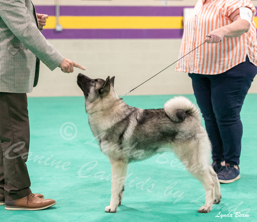 Dogshow 2024-06-29 NEINEA Candids--123031-2