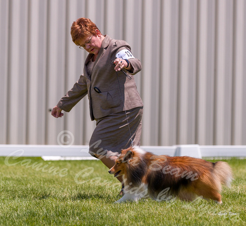 Dogshow 2022-06-19 Northeastern Illinois Kennel Club--123527-3