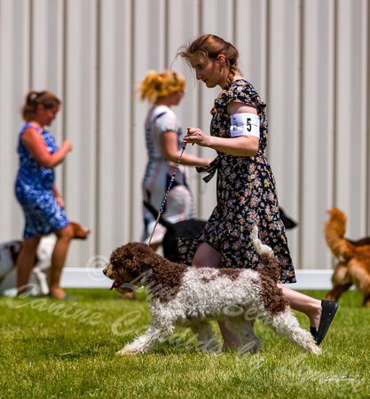 Dogshow 2022-06-19 Northeastern Illinois Kennel Club--130612-5