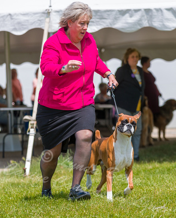 Dogshow 2022-06-19 Northeastern Illinois Kennel Club--131525-3