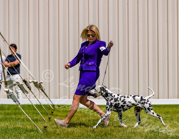 Dogshow 2022-06-19 Northeastern Illinois Kennel Club--135458