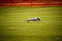 Dogshow 2016-06-11 Oak Creek CAT--105131