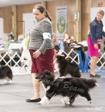 Dogshow 2024-04-06 Interlocking SSC of Monee Candids--114752