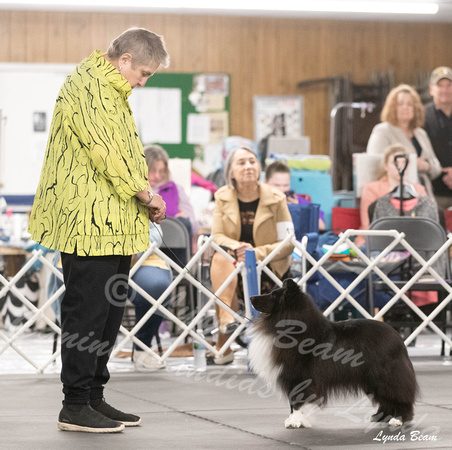 Dogshow 2024-04-06 Interlocking SSC of Monee Candids--114939