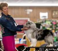 Dogshow 2024-04-06 Interlocking SSC of Monee Candids--100829