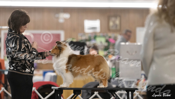 Dogshow 2024-04-06 Interlocking SSC of Monee Candids--101151-2