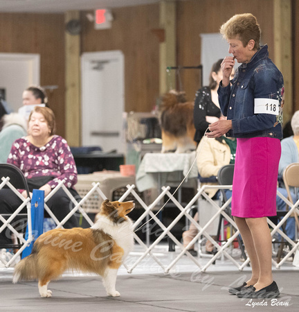 Dogshow 2024-04-06 Interlocking SSC of Monee Candids--101744