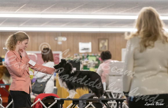 Dogshow 2024-04-06 Interlocking SSC of Monee Candids--102045