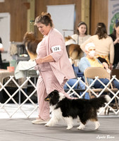 Dogshow 2024-04-06 Interlocking SSC of Monee Candids--103208-2