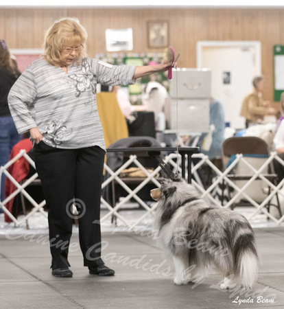 Dogshow 2024-04-06 Interlocking SSC of Monee Candids--111507