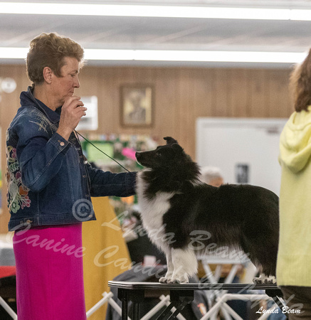 Dogshow 2024-04-06 Interlocking SSC of Monee Candids--145134