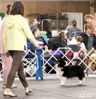 Dogshow 2024-04-06 Interlocking SSC of Monee Candids--135941-2