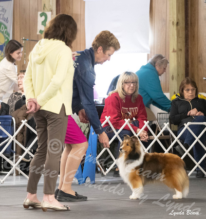 Dogshow 2024-04-06 Interlocking SSC of Monee Candids--140905-2