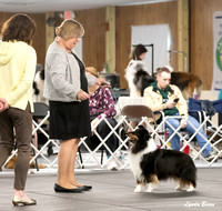Dogshow 2024-04-06 Interlocking SSC of Monee Candids--141344-2