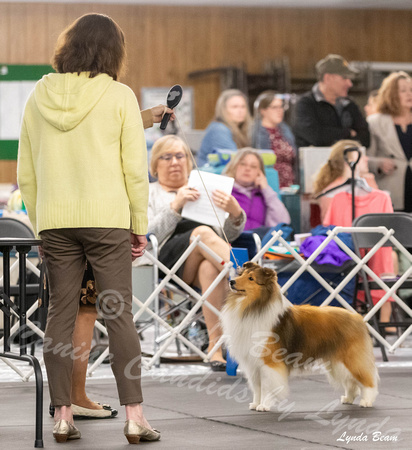 Dogshow 2024-04-06 Interlocking SSC of Monee Candids--132636