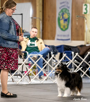 Dogshow 2024-04-06 Interlocking SSC of Monee Candids--145249