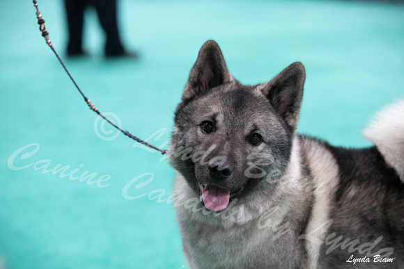 Dogshow 2024-06-30 NEINEA Candids--113627-3