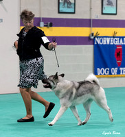 Dogshow 2024-06-30 NEINEA Candids--103111