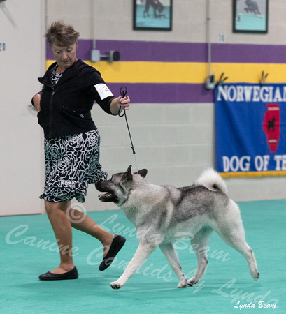 Dogshow 2024-06-30 NEINEA Candids--103111