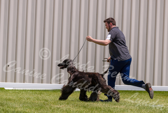 Dogshow 2022-06-19 Northeastern Illinois Kennel Club--124017-3